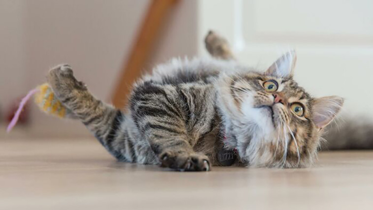 cats