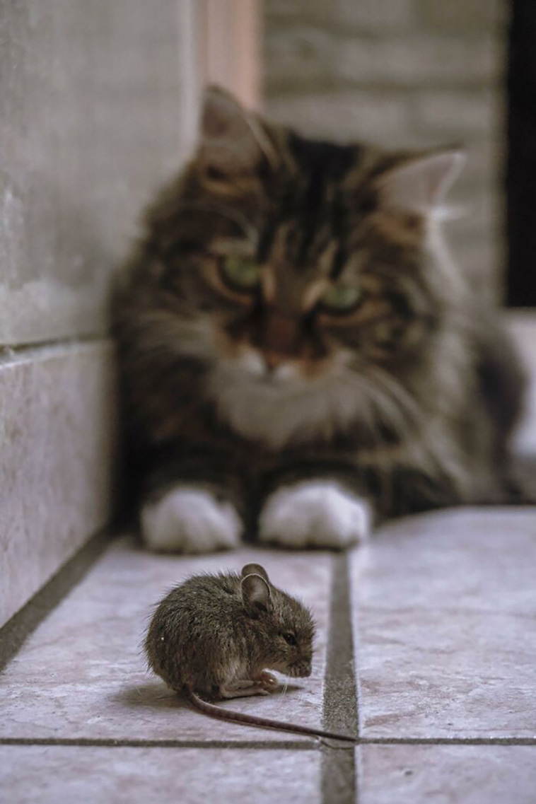 cats