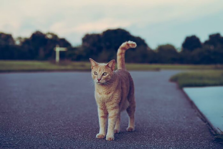 cats