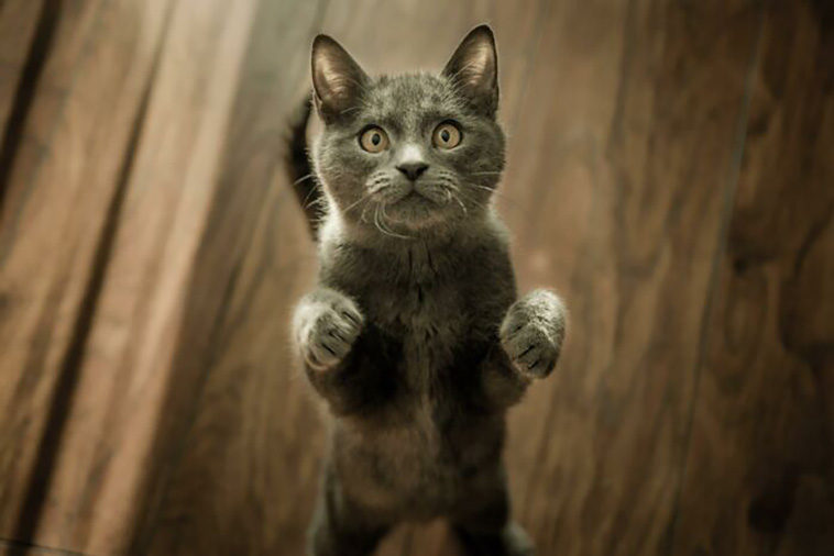 cats