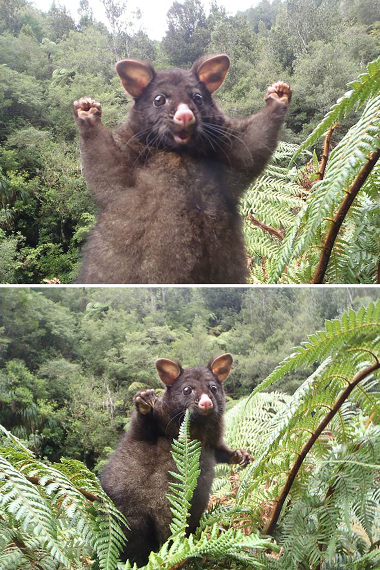 possums