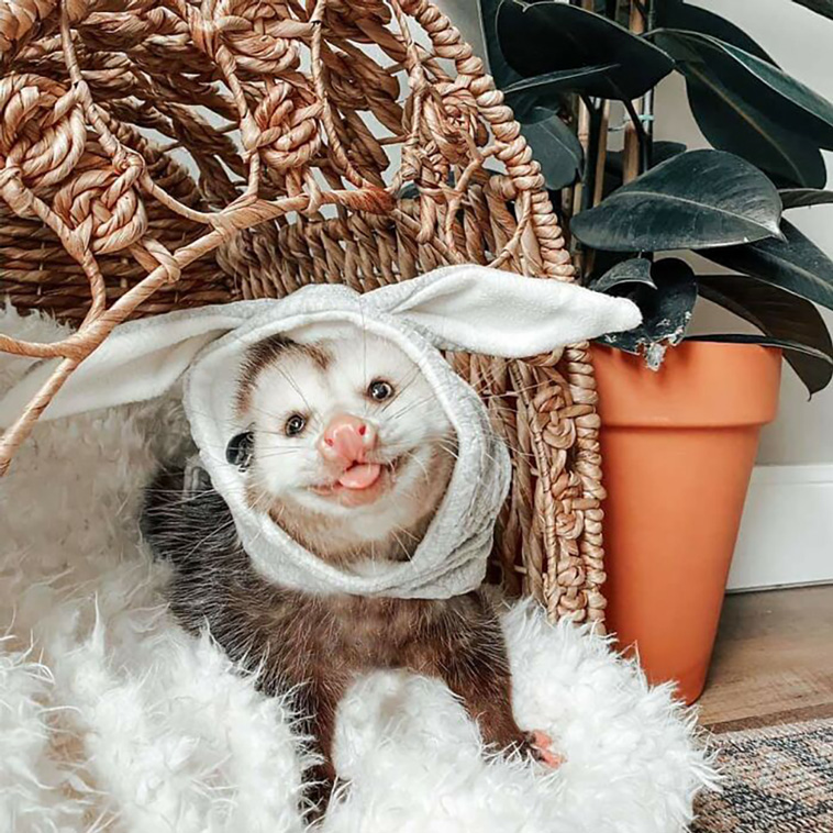 possums