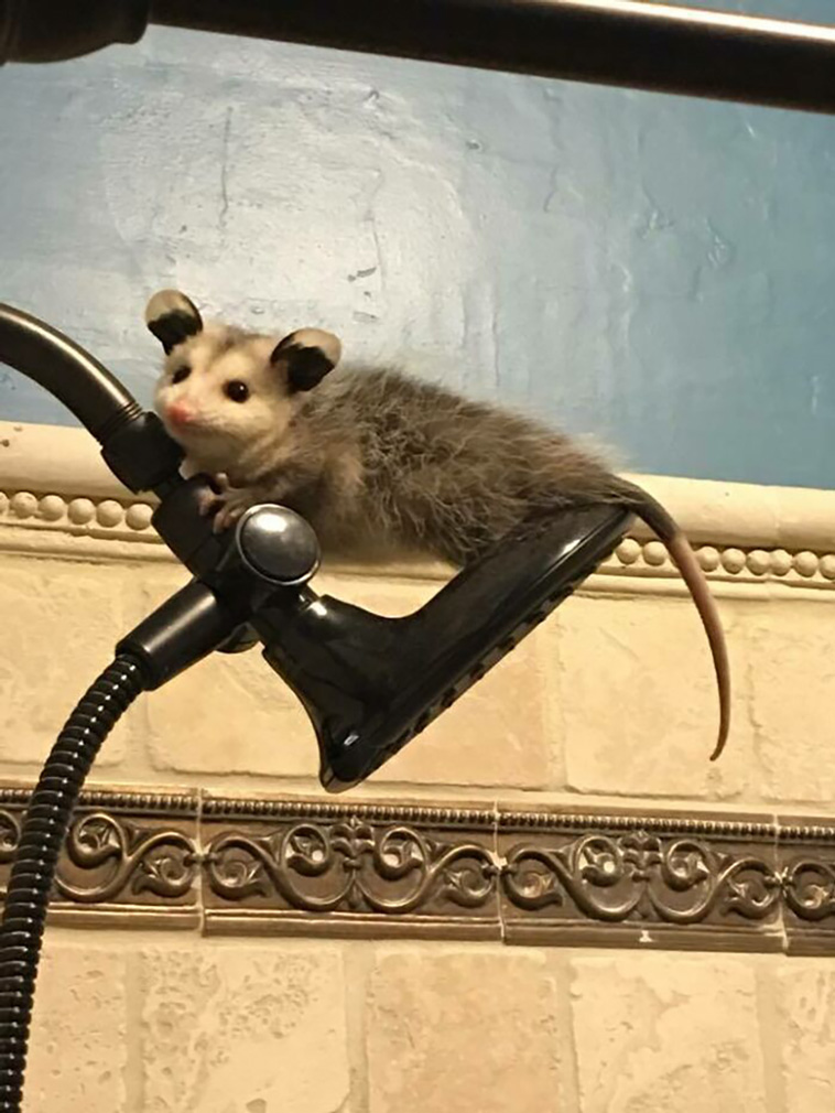 possums