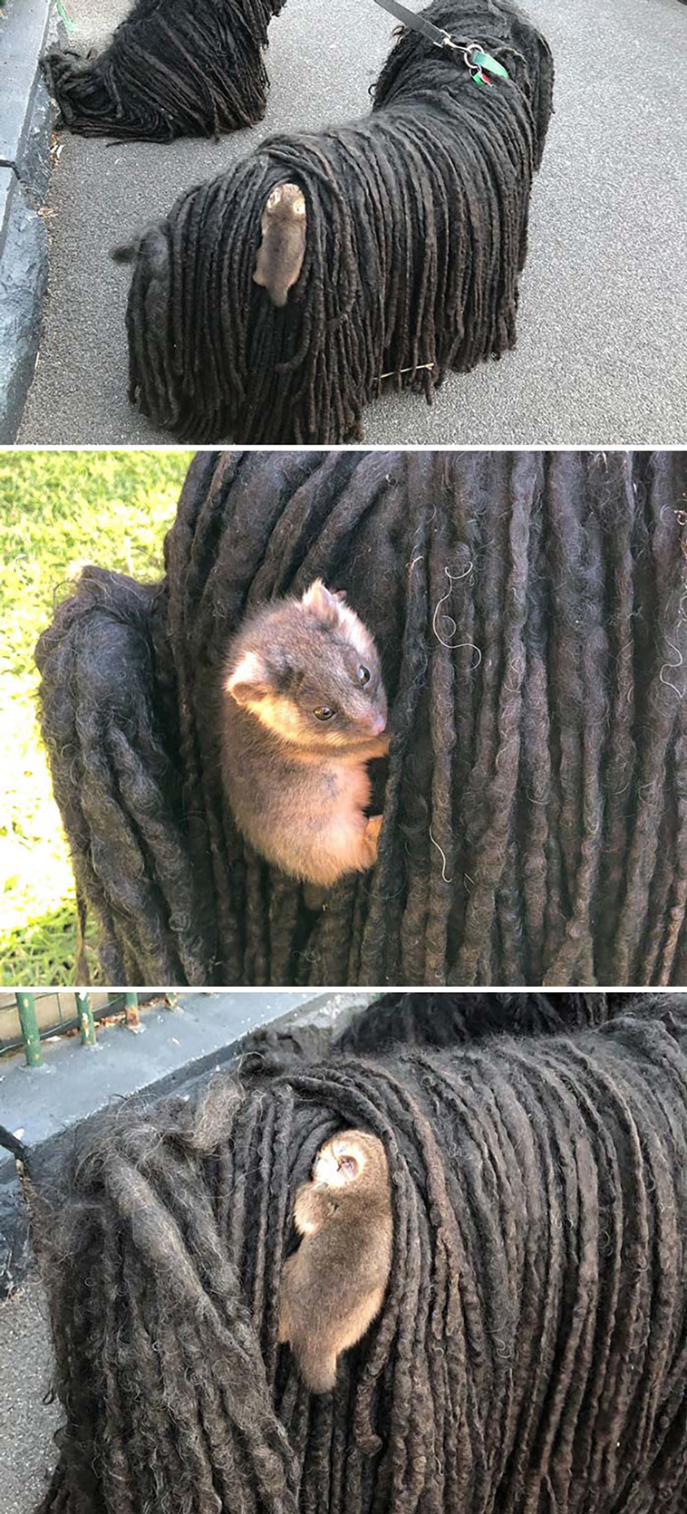 possums