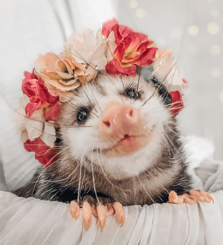possums