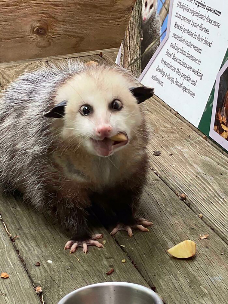 possums
