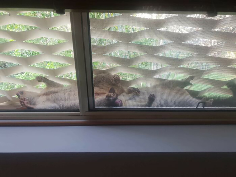 possums