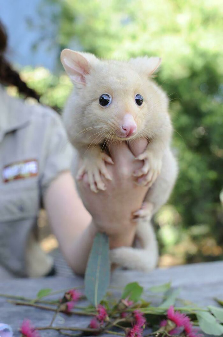 possums