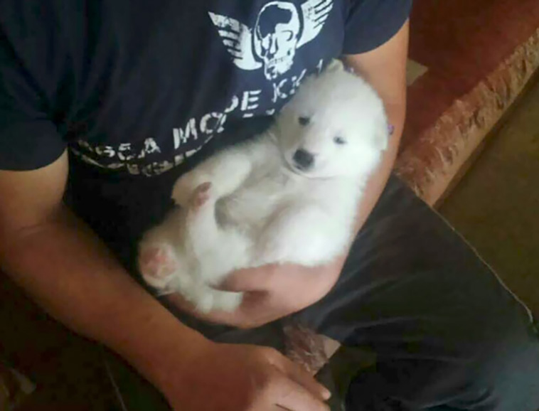 samoyeds