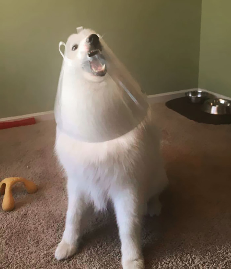 samoyeds