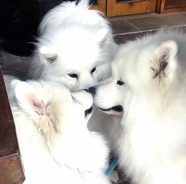 samoyeds