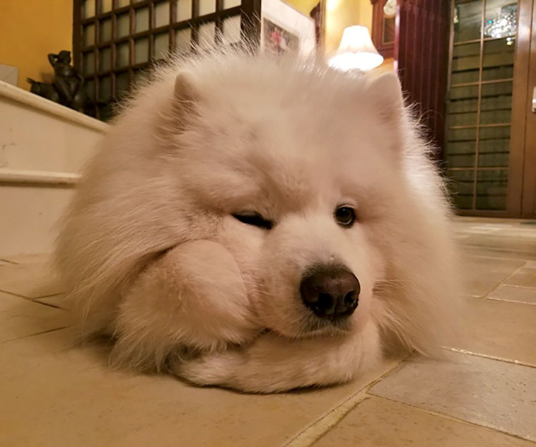 samoyeds