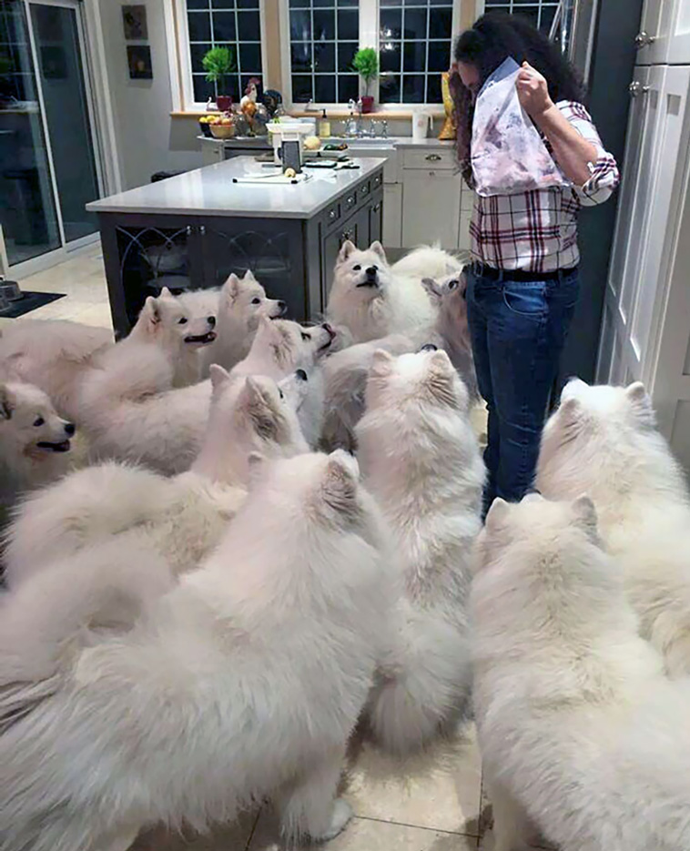 samoyeds