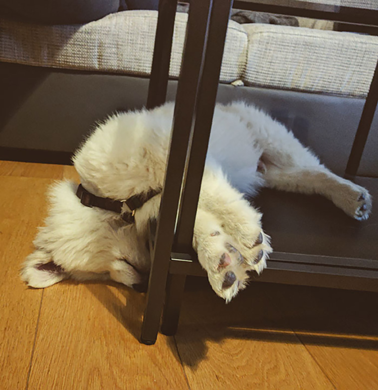 samoyeds