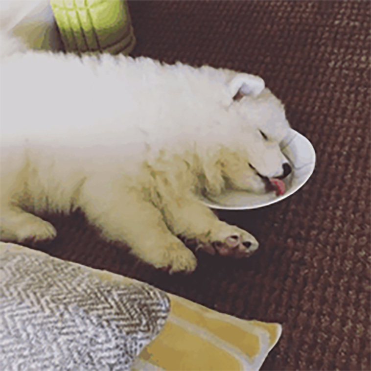 samoyeds