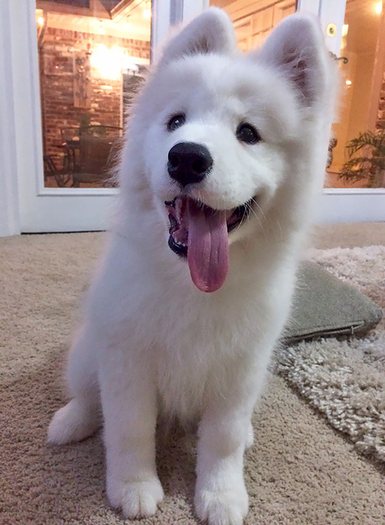 samoyeds