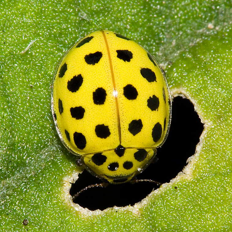 A twenty-two spot ladybird