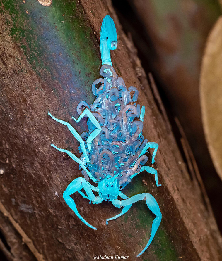 Bark-scorpion-with-babies