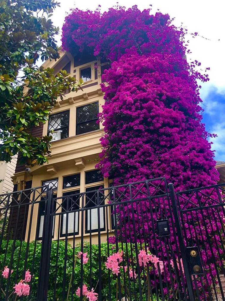 Bougainvillea house on Eddy Street. San Francisco, CA