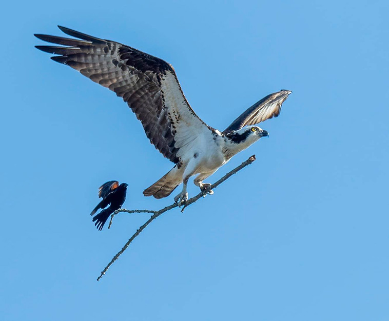 A Red-winged Blackbird getting a free ride on an Osprey's broomstick.