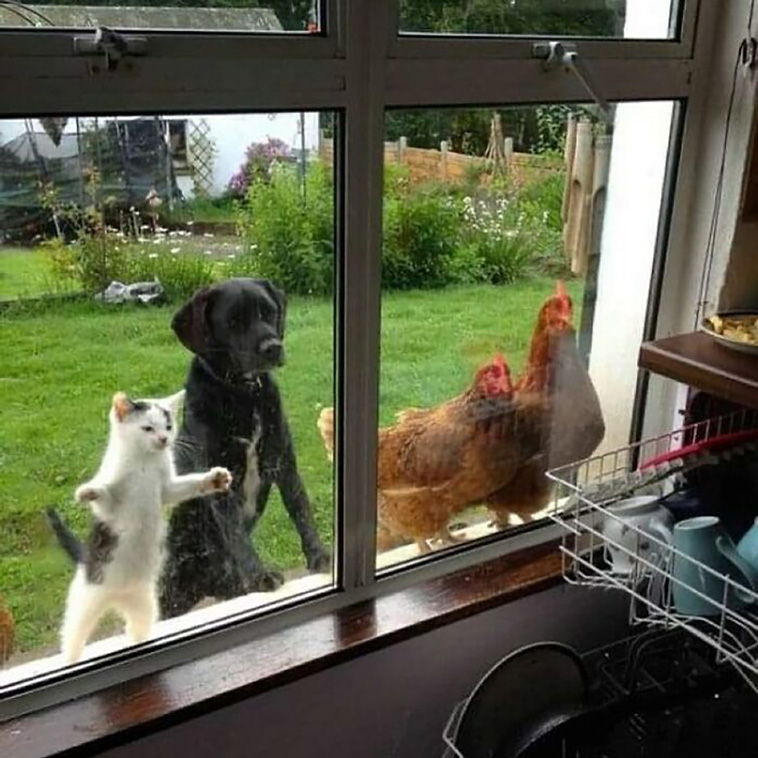 adorable animals