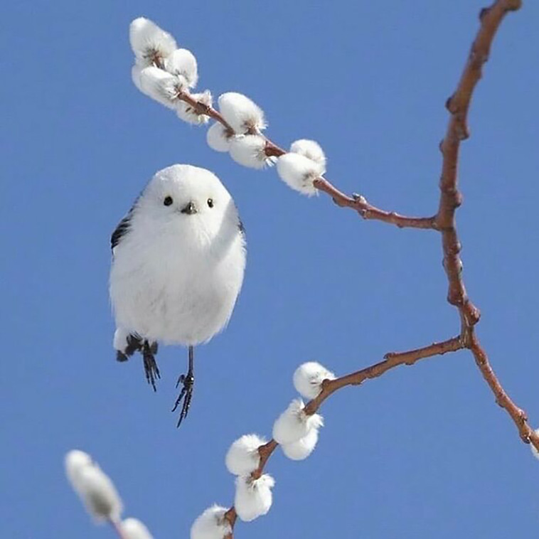 adorable animals