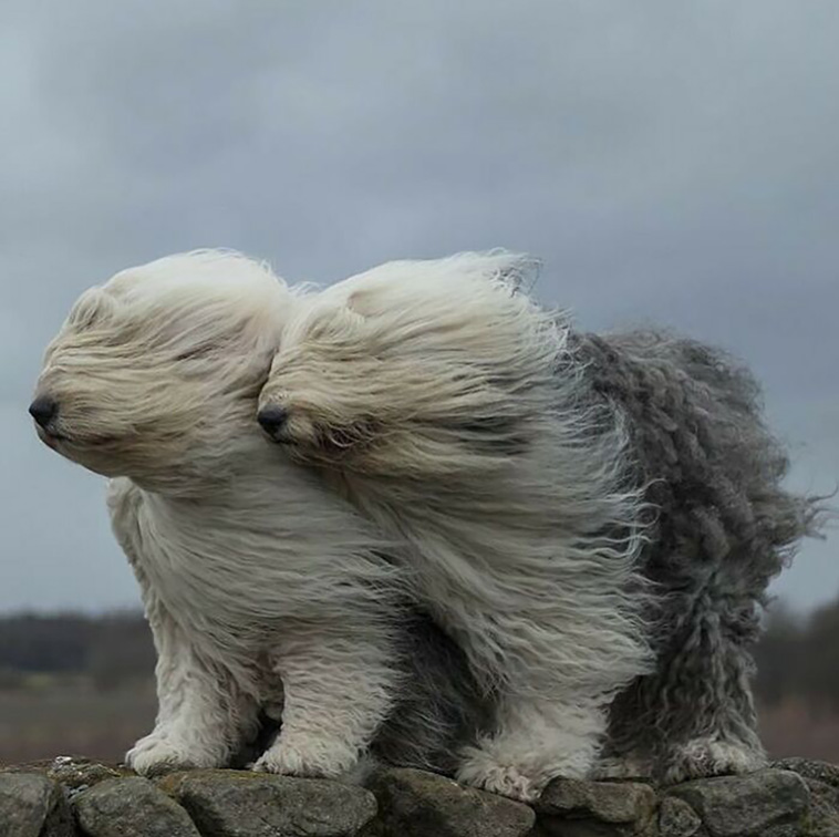 adorable animals
