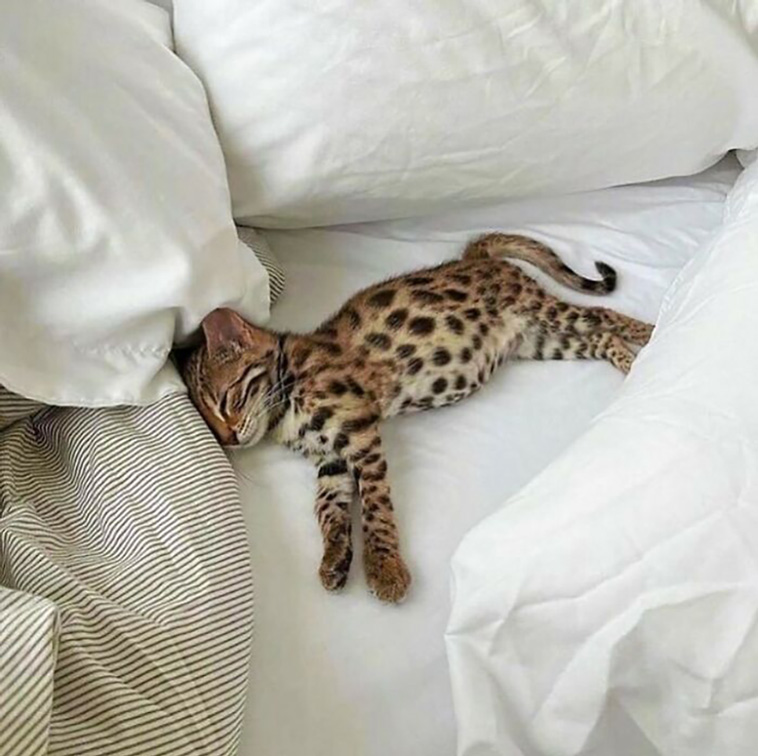 adorable animals