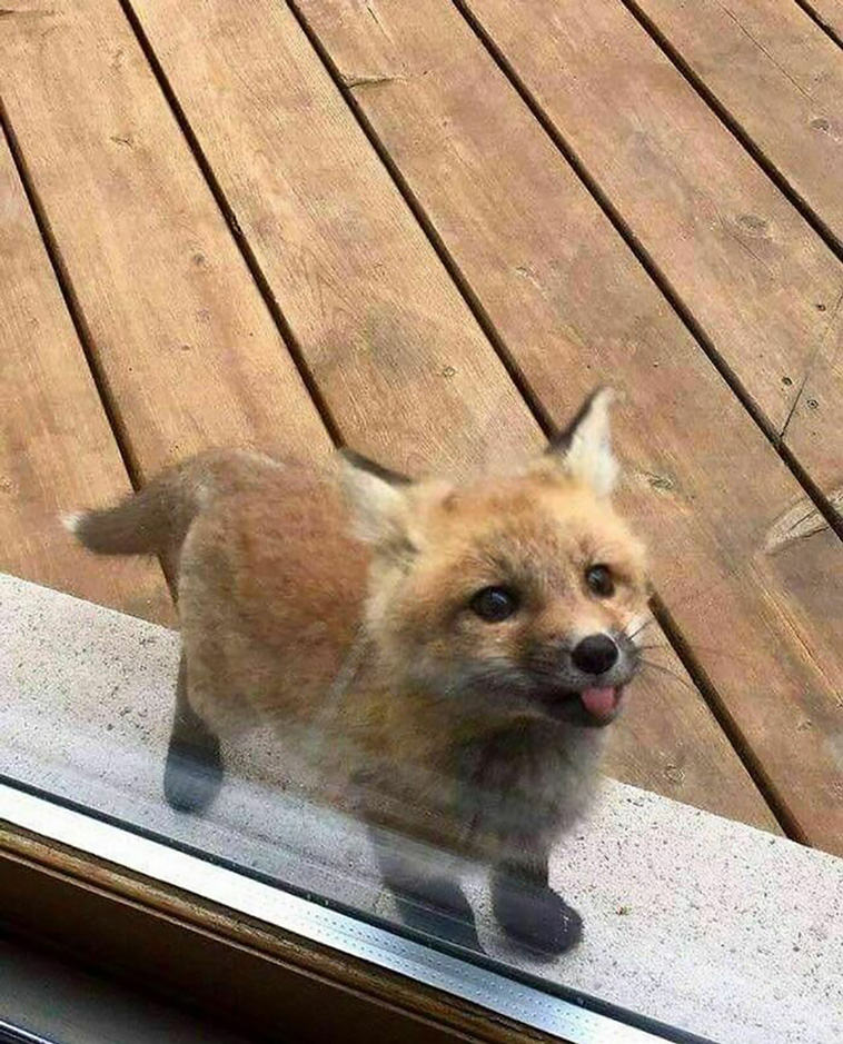 adorable animals
