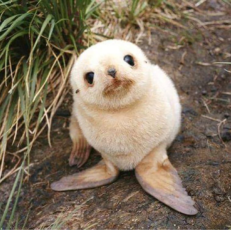 adorable animals