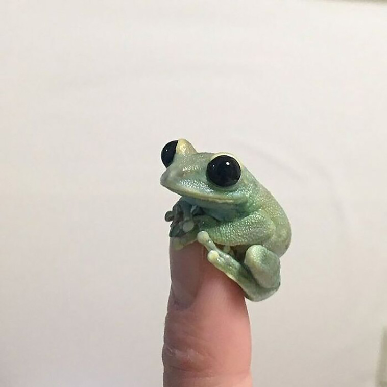 adorable animals