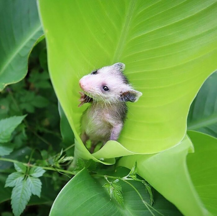 adorable animals