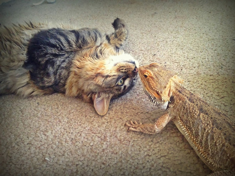 cats and lizards