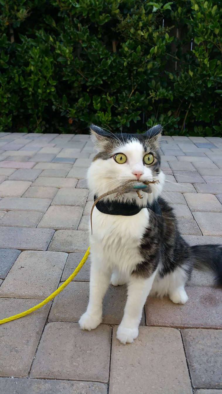 cats and lizards