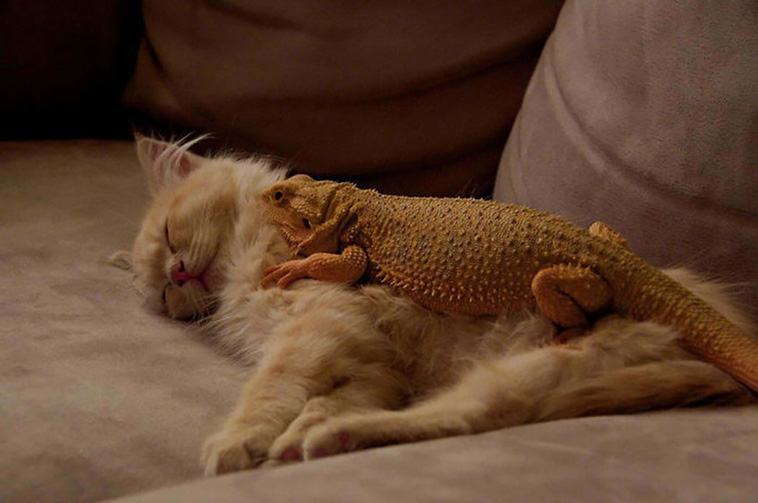 cats and lizards