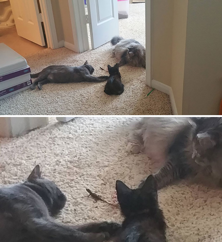 cats and lizards