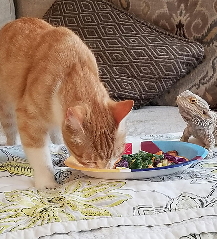 cats and lizards