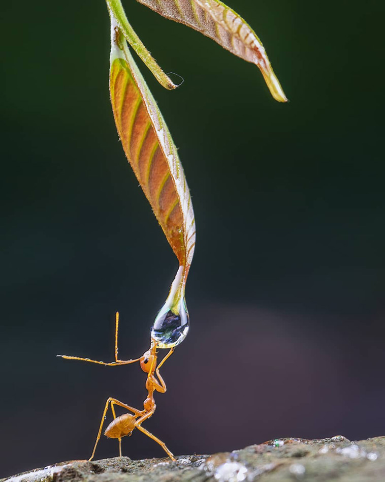 nature photographs