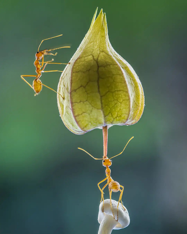 nature photographs