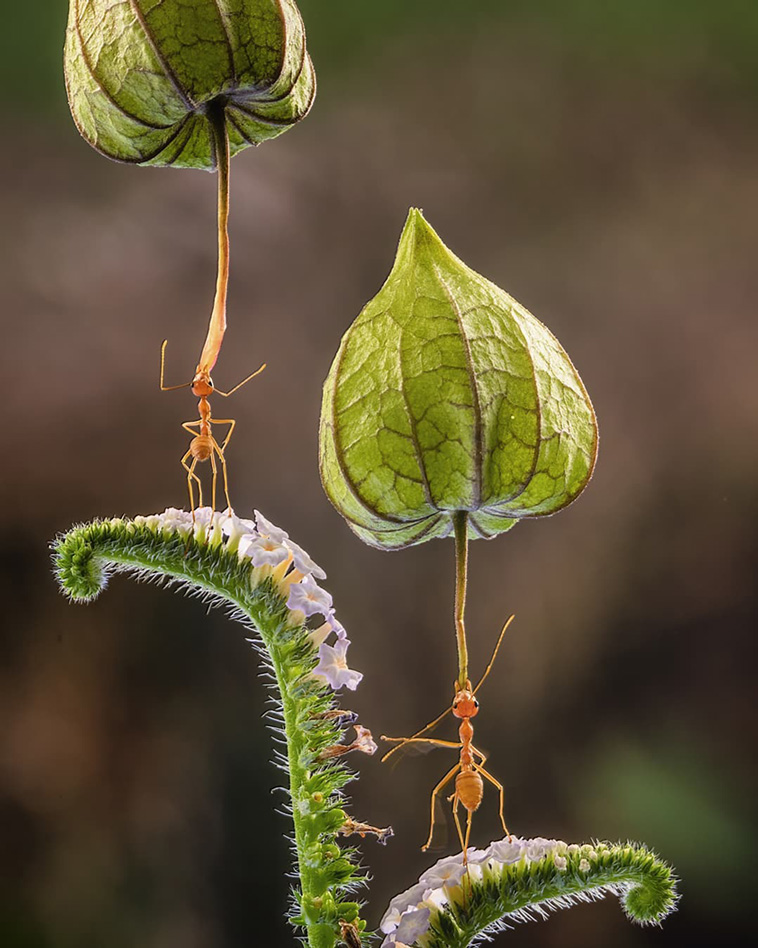nature photographs
