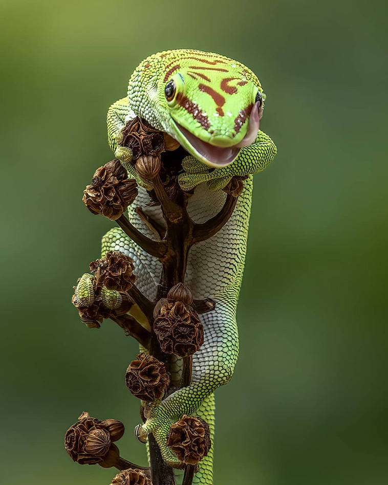 nature photographs