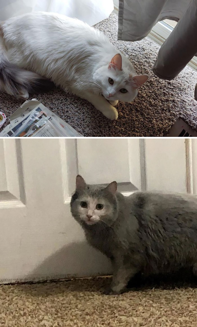 comparison images