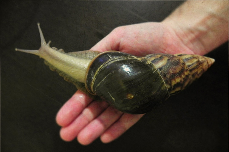 largest snail