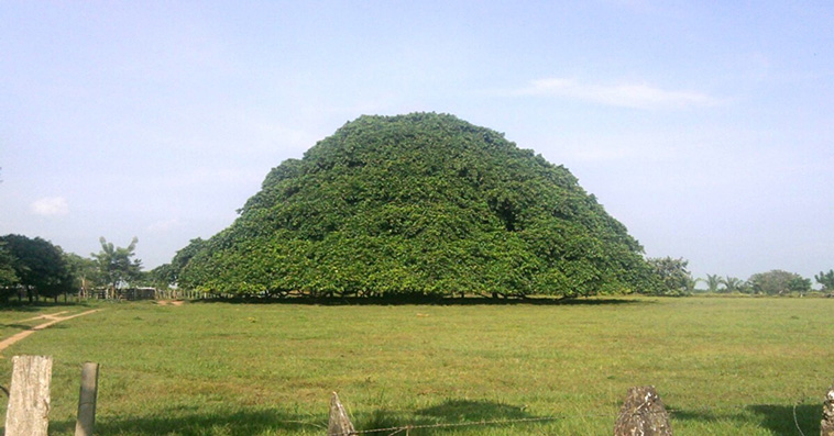 largest tree