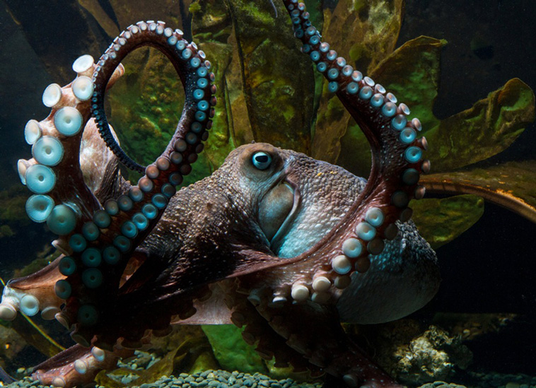 Octopus Inky