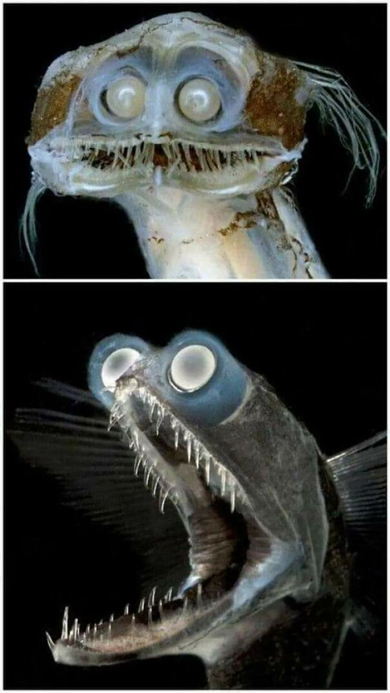 Oddly Terrifying