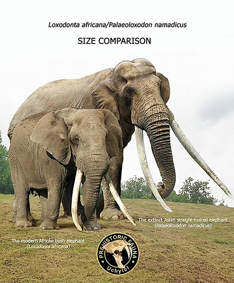 size comparisons