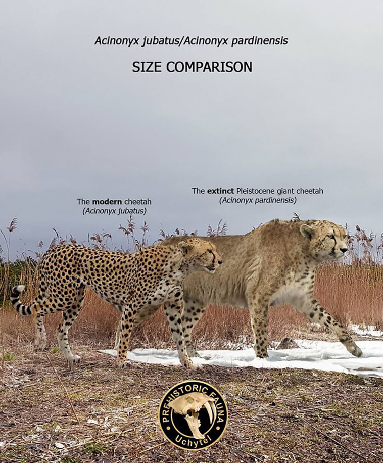 size comparisons
