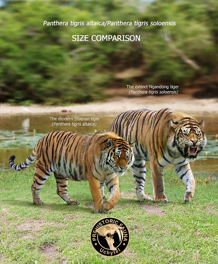 size comparisons