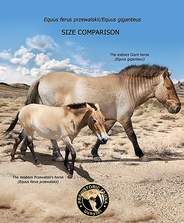size comparisons